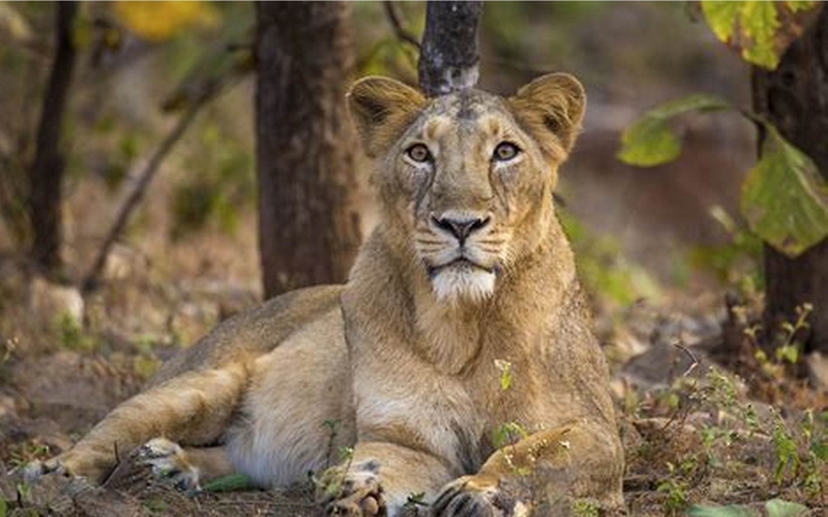 How Many Lions Are In Gir
